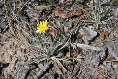 Agoseris parviflora