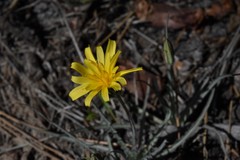 Agoseris parviflora