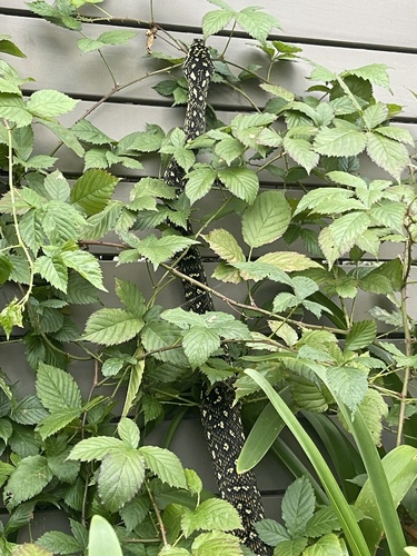 Diamond Python sighting