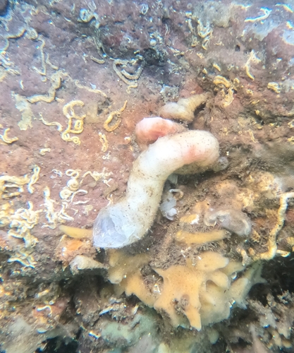 Vermicularia pellucida