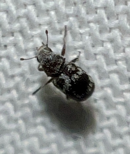 Ormiscus albofasciatus