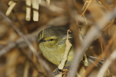 Vireo hypochryseus sordidus