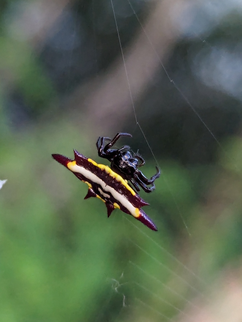 Northern Jewelled Spider in April 2024 by RattyExplores · iNaturalist