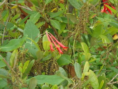 Lonicera sempervirens sempervirens