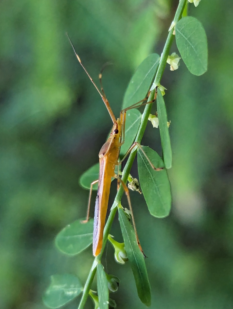 Paddy Bug in April 2024 by RattyExplores. Multiple specimens: https ...