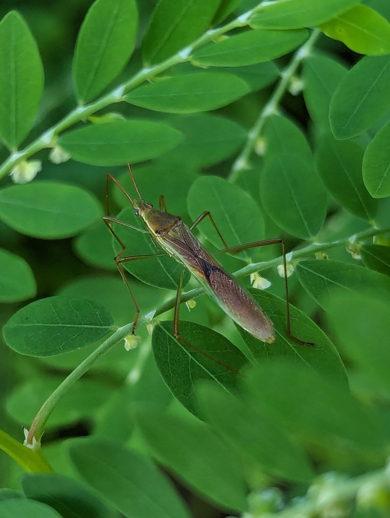 Paddy Bug in April 2024 by RattyExplores. Multiple specimens: https ...