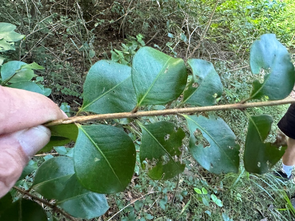 Grey Myrtle from Brookfield (incl. Brisbane Forest Park), Queensland ...