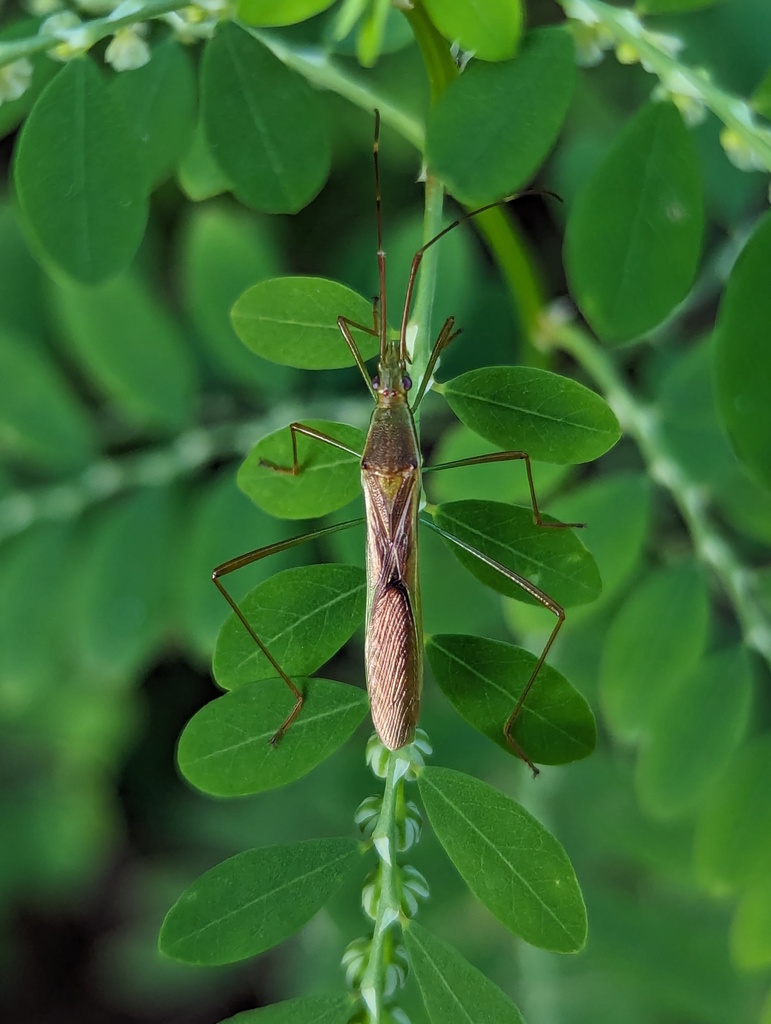 Paddy Bug in April 2024 by RattyExplores. Multiple specimens: https ...