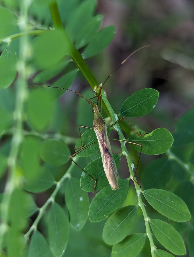 Paddy Bug in April 2024 by RattyExplores. Multiple specimens: https ...