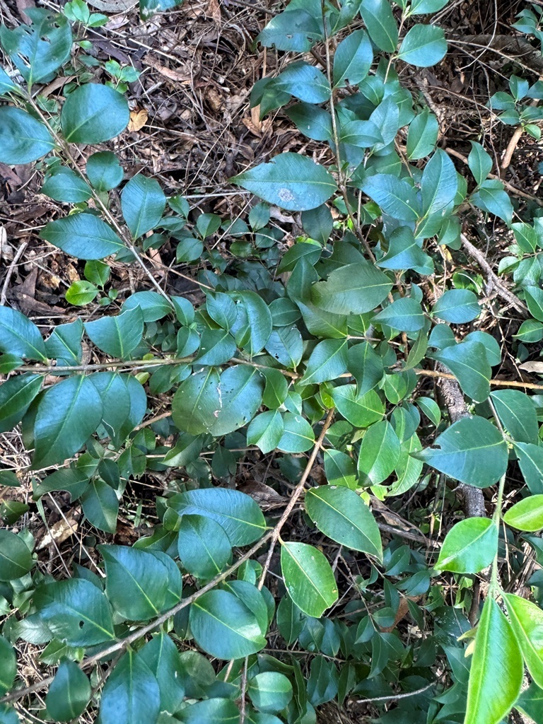 Grey Myrtle from Enoggera Reservoir QLD 4520, Australia on April 27 ...