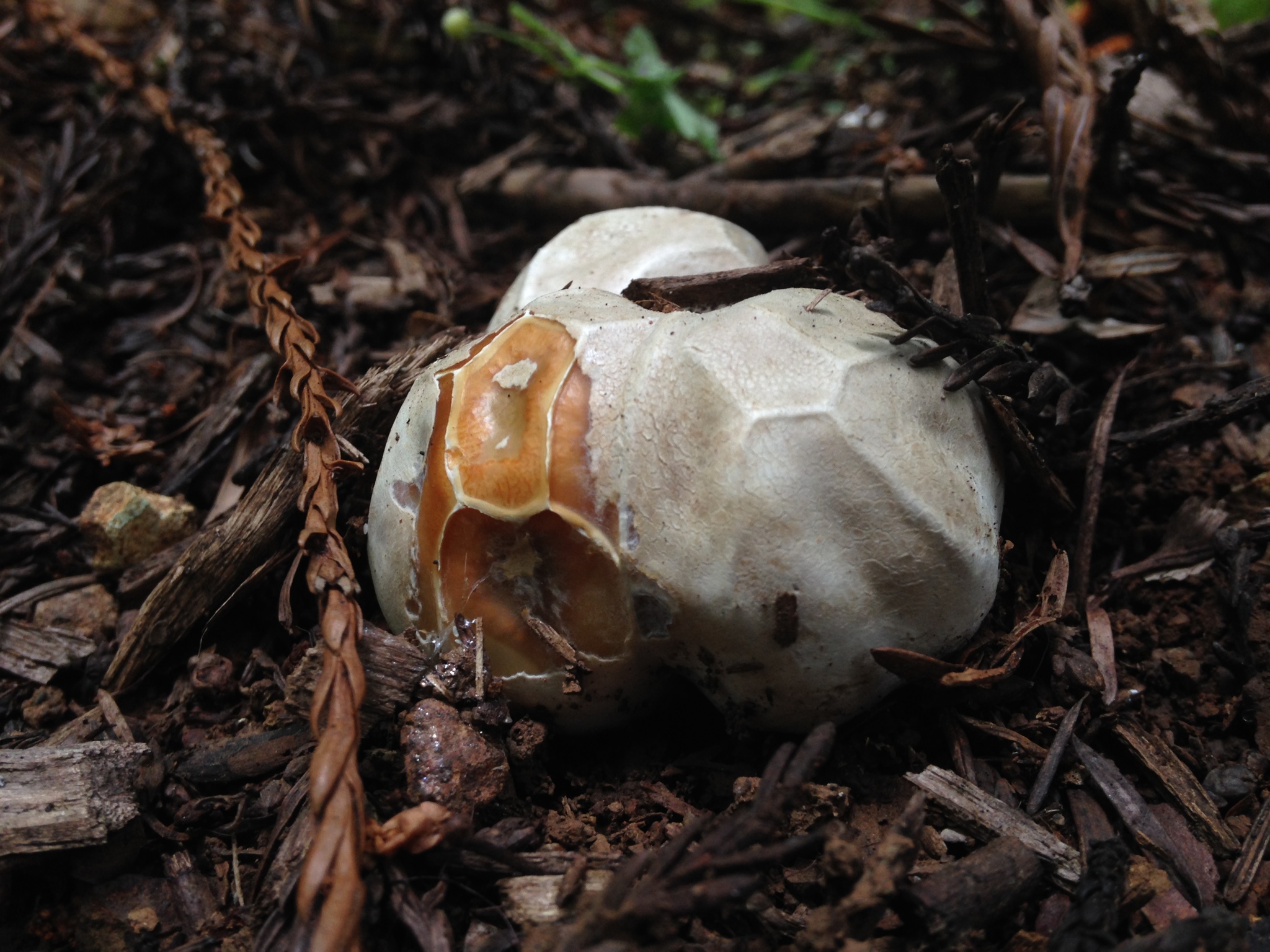 Clathrus ruber image