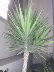 Liliopsida