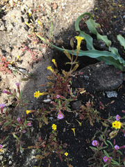 Erythranthe laciniata