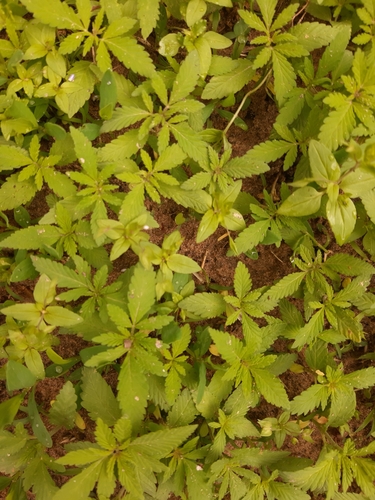 Foto de Cannabis sativa