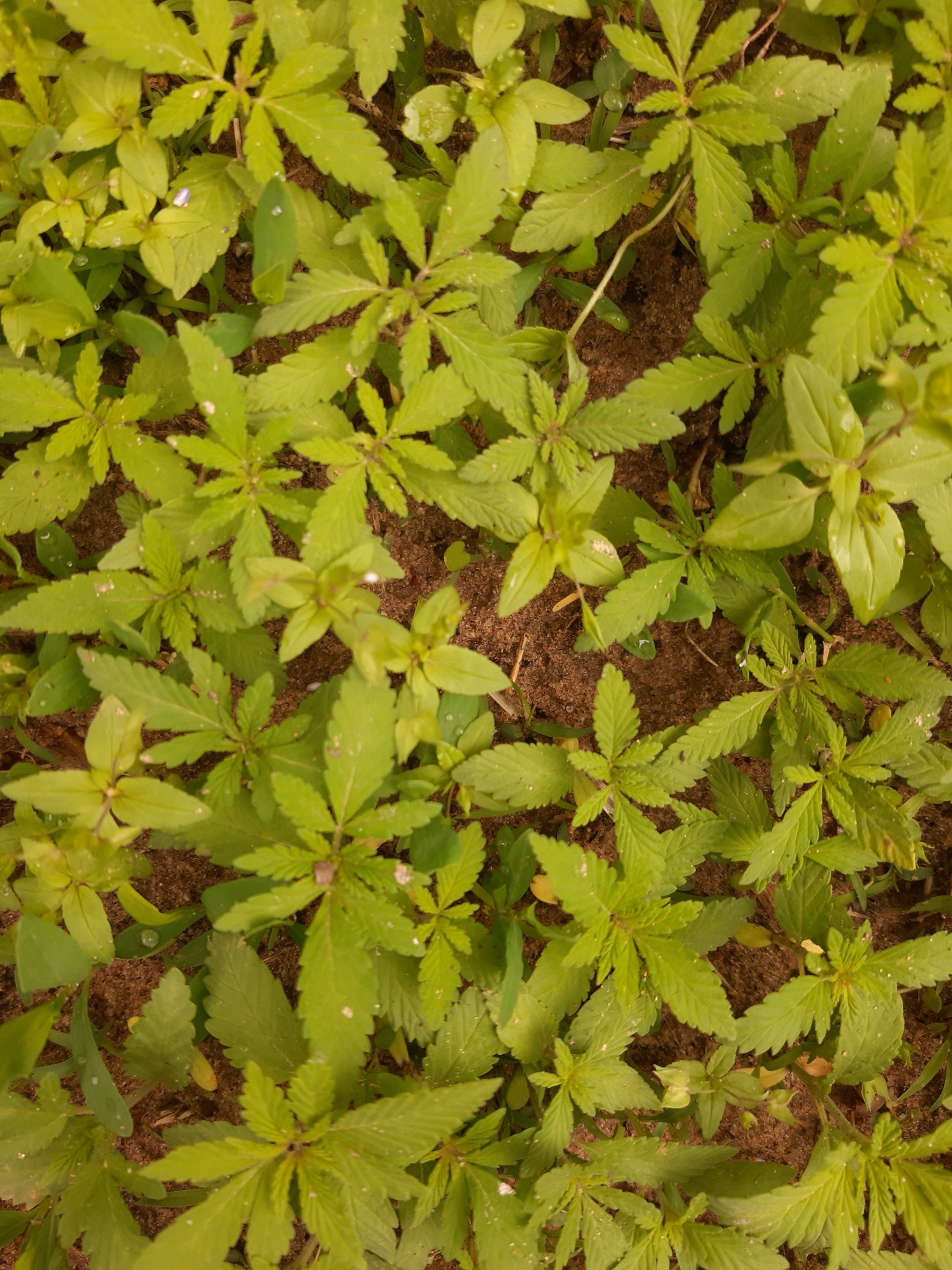 <em class="gbifHl">Cannabis sativa ruderalis</em>