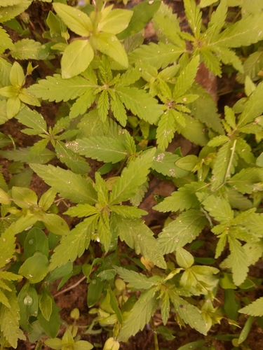 Foto de Cannabis sativa