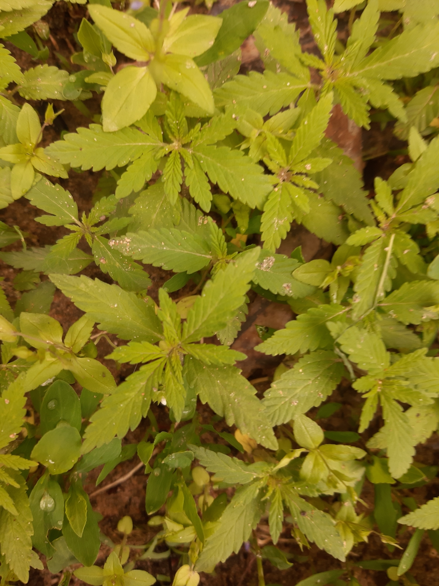 <em class="gbifHl">Cannabis sativa ruderalis</em>