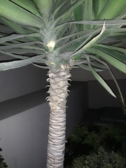 Liliopsida