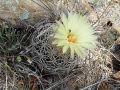 Coryphantha retusa