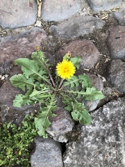 Taraxacum officinale