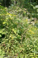 Angelica atropurpurea