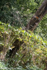 Angelica atropurpurea