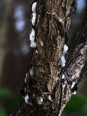 Eriococcus lagerstroemiae