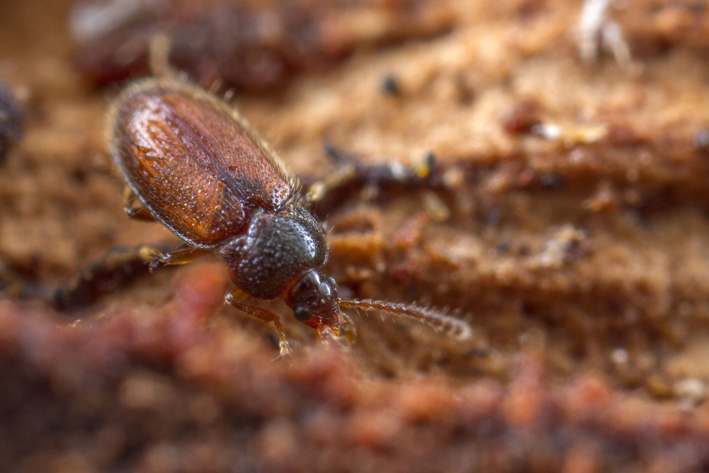 Myrmicholeva