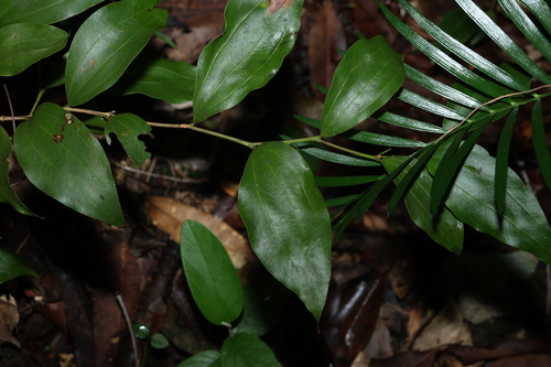 Image of Acacia bakeri by (c) Greg Tasney, some rights reserved (CC BY-SA)
