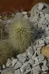 Echinocereus delaetii