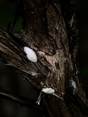 Eriococcus lagerstroemiae