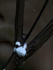 Eriococcus lagerstroemiae