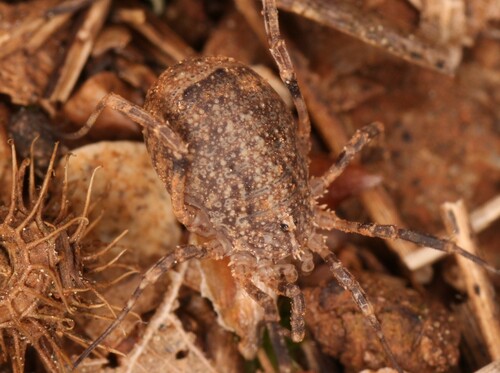 Odiellus spinosus photo 5