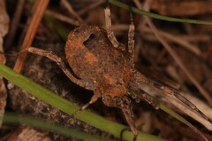 Odiellus spinosus