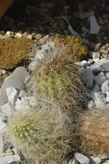 Echinocereus delaetii