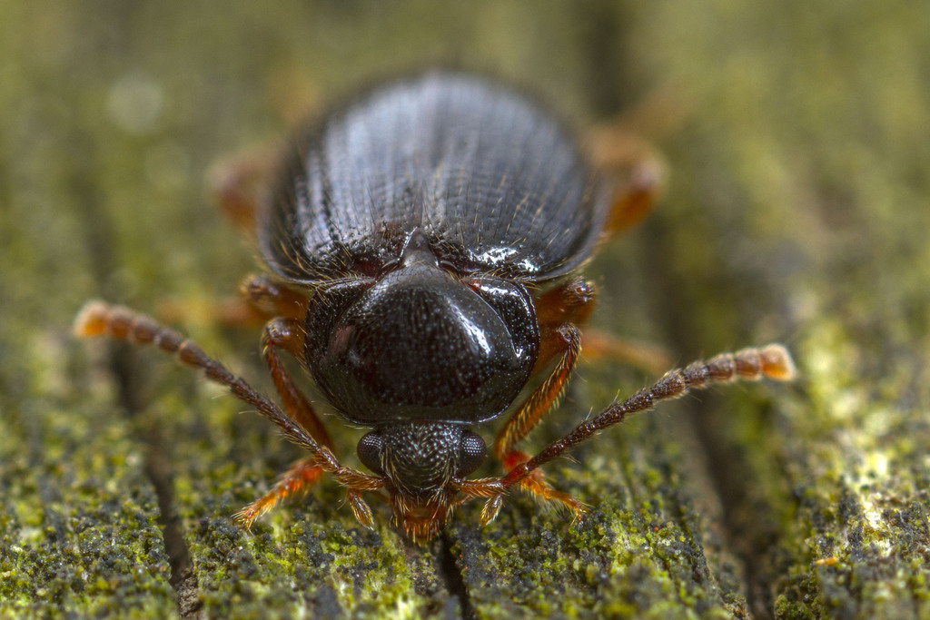 Eublackburniella