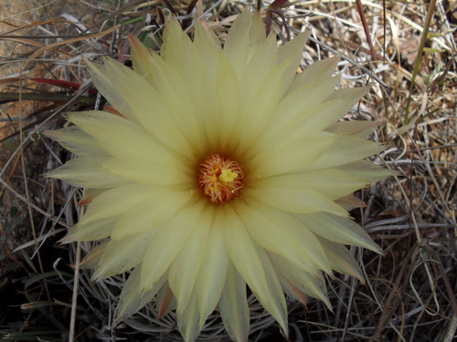 Coryphantha pallida