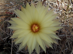 Coryphantha retusa