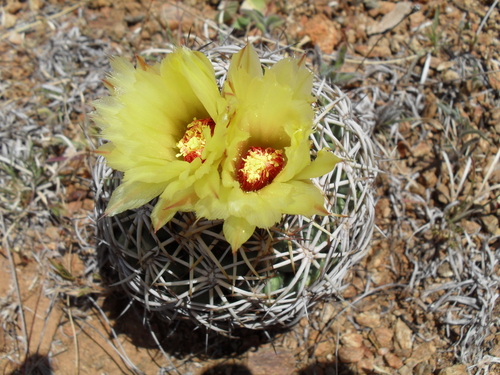 Coryphantha pallida