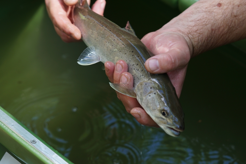 Danube Salmon