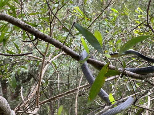 Common Tree Snake sighting