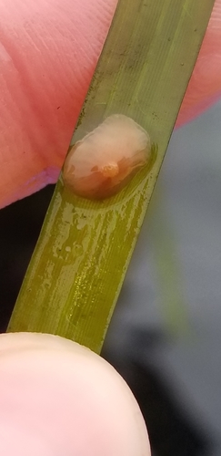 Tectura paleacea