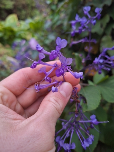 Image of Plectranthus ecklonii by (c) Oscar Dove, some rights reserved (CC BY)