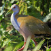 Giant Wood-Rail - Photo (c) Carmelo López Abad, some rights reserved (CC BY-NC), uploaded by Carmelo López Abad