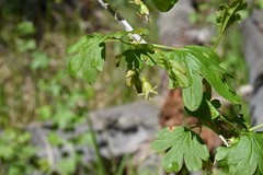 Ribes inerme