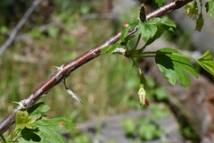Ribes inerme