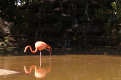 Phoenicopterus