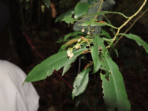Image of Pentagonous Ardisia (Ardisia quinquegona) by (c) chiuluan, some rights reserved (CC BY)