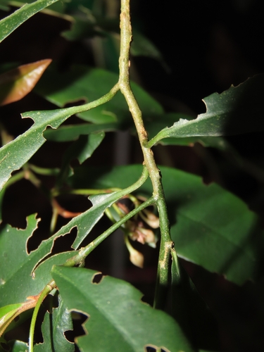 Image of Pentagonous Ardisia (Ardisia quinquegona) by (c) chiuluan, some rights reserved (CC BY)