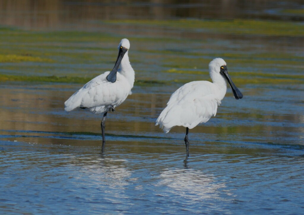 Royal Spoonbill from Pāuatahanui, New Zealand on April 28, 2024 at 12: ...